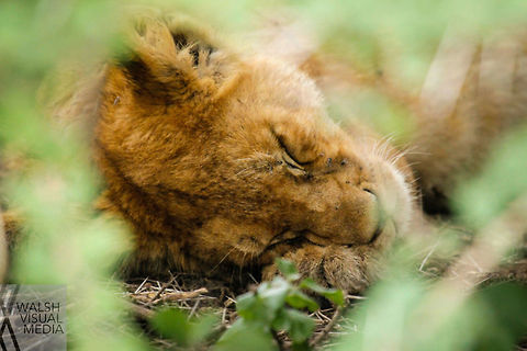 Sleeping Simba We found 6 lions lying under an acacia bush. It was nearly impossible to see them, much less get a picture. I told Kiri to stop and leaned over her, using the full extension of my lens, to get this cub through a break in the branches Africa,Geotagged,Lion,Panthera leo,Serengeti National Park,Spring,Tanzania,bush,tanzania