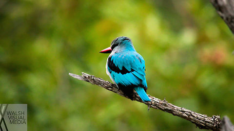 Woodland Kingfisher  This bird was just sitting still on a branch by the side of the road. The moment was surprisingly peaceful and I only took a few photos Geotagged,Halcyon senegalensis,Kingfisher,South Africa,Spring,colors,woodland kingfisher