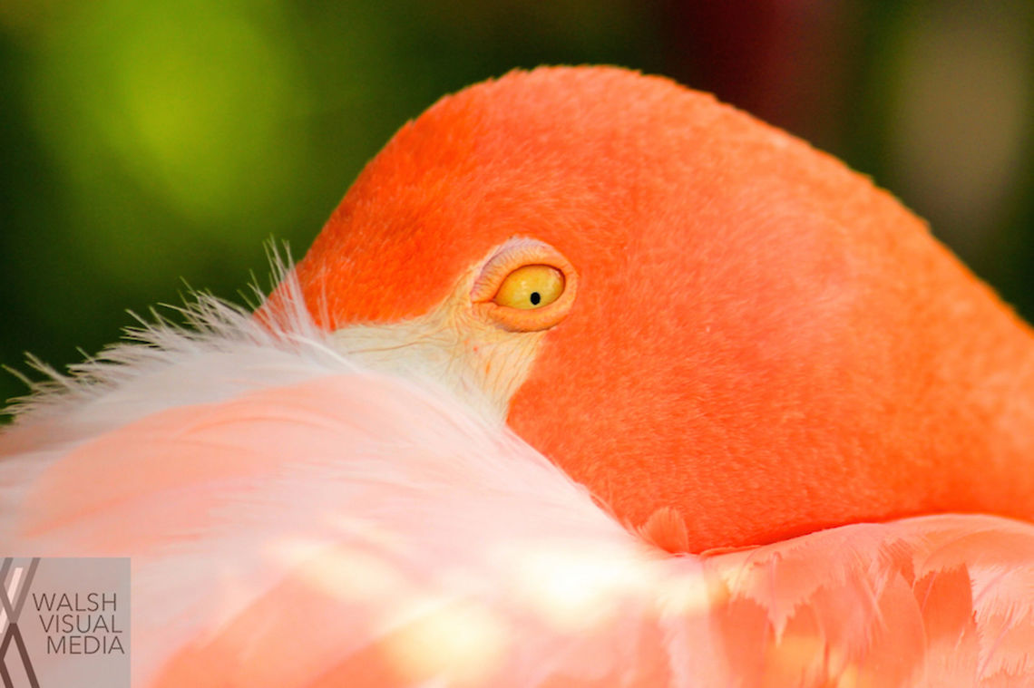 Goldeneye I took this photo at the zoo in Nashville. I love the colors and the way the black pupil stands out. American Flamingo,Geotagged,Nashville Zoo,Phoenicopterus ruber,Summer,United States,caribbean flamingo,colors,eye
