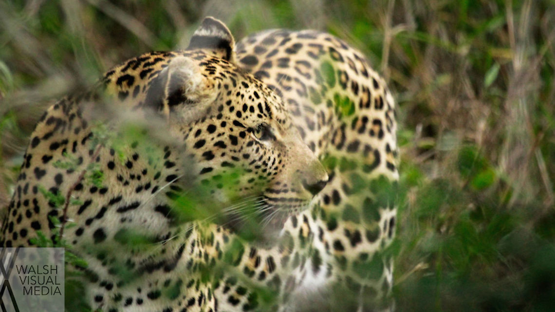 Leopard in the Leaves A female leopard walks through the bush in South Africa. We followed this female for a while and I got several shots of her. Geotagged,Leopard,Panthera pardus,South Africa,Spring