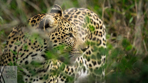 Leopard in the Leaves A female leopard walks through the bush in South Africa. We followed this female for a while and I got several shots of her. Geotagged,Leopard,Panthera pardus,South Africa,Spring