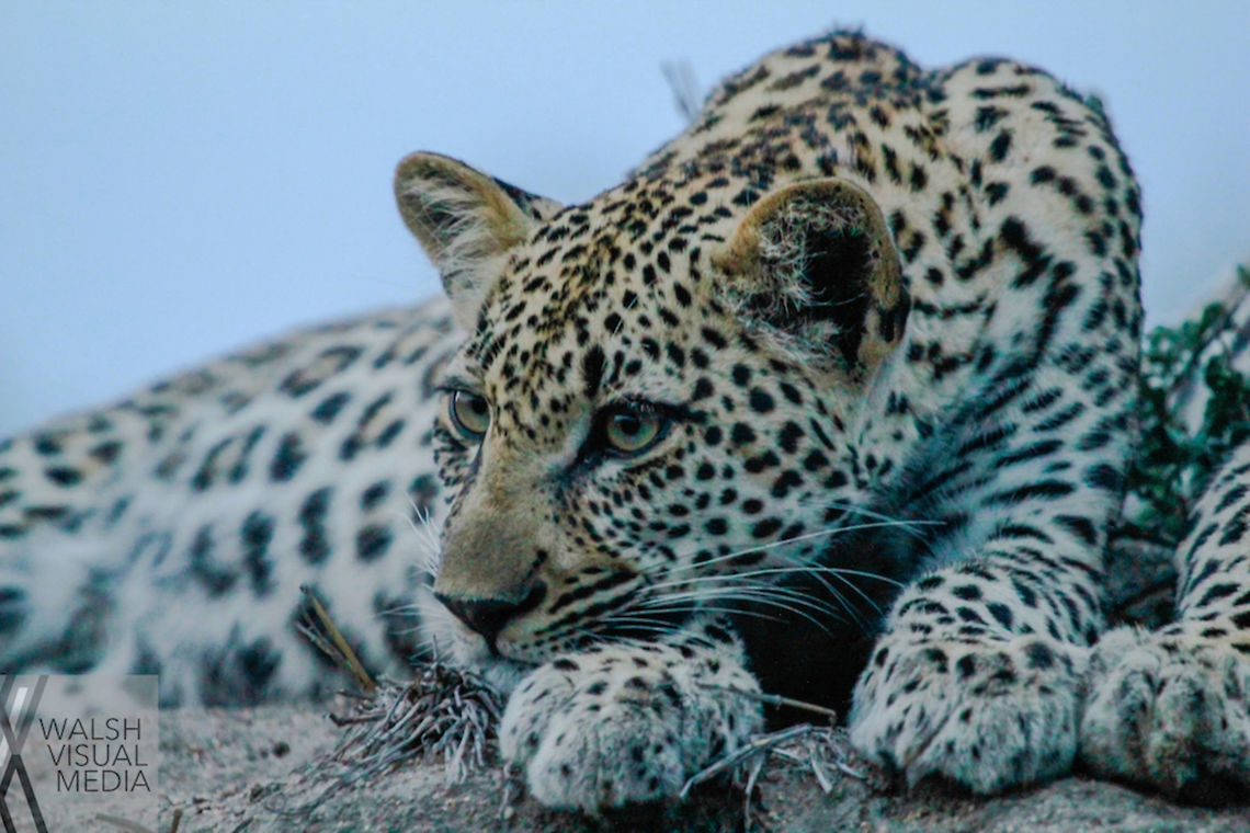 Waiting for Game At dusk, a female leopard cub waits next to her mother for her turn on a kill. This shot was extremely challenging given the very low light at the time but she was a very willing model.  Geotagged,Leopard,Panthera pardus,South Africa,Spring,dusk,paws