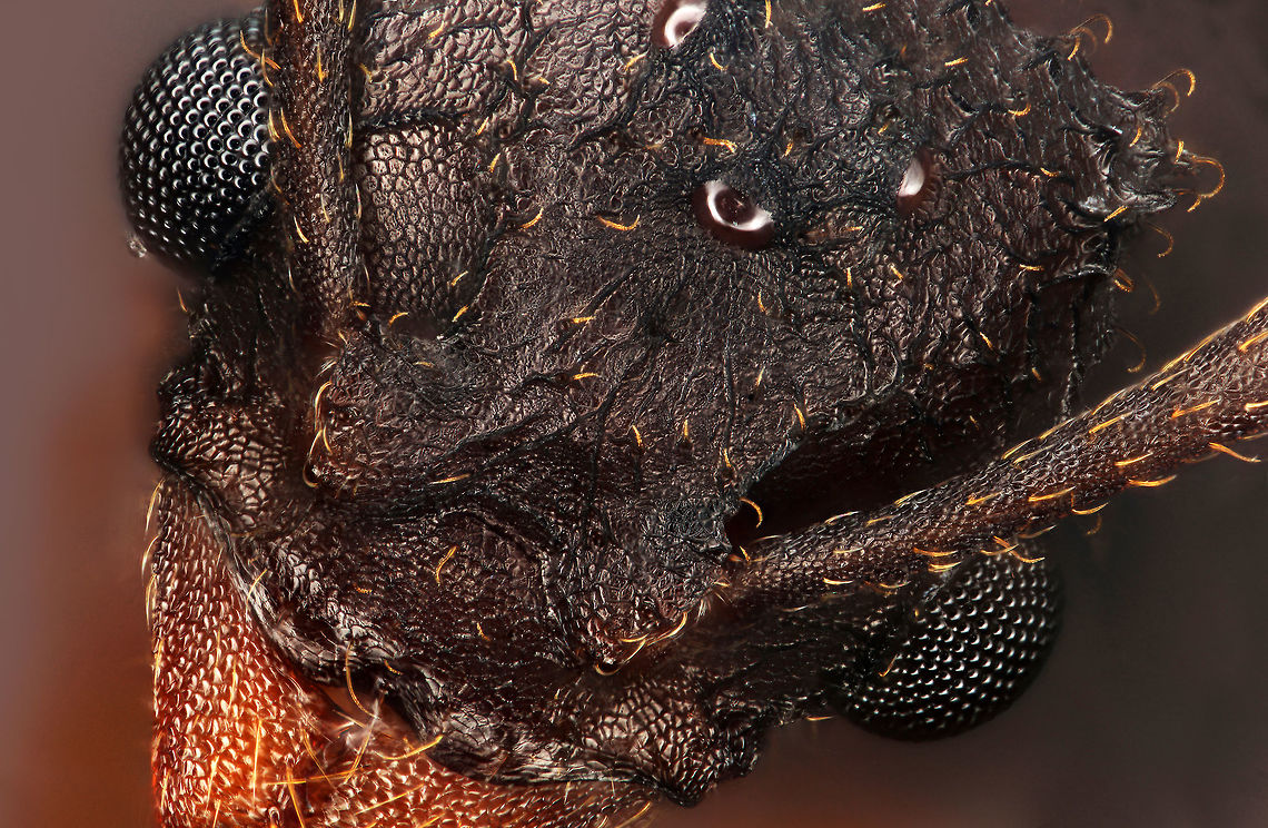 Trachymyrmex septentrionalis Fungus-growing ant (tribe Attini) indigenous to the South-Eastern USA ranging from Texas to New Jersey. Trachymyrmex septentrionalis