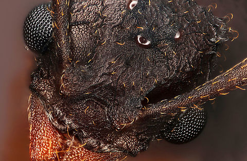 Trachymyrmex septentrionalis Fungus-growing ant (tribe Attini) indigenous to the South-Eastern USA ranging from Texas to New Jersey. Trachymyrmex septentrionalis