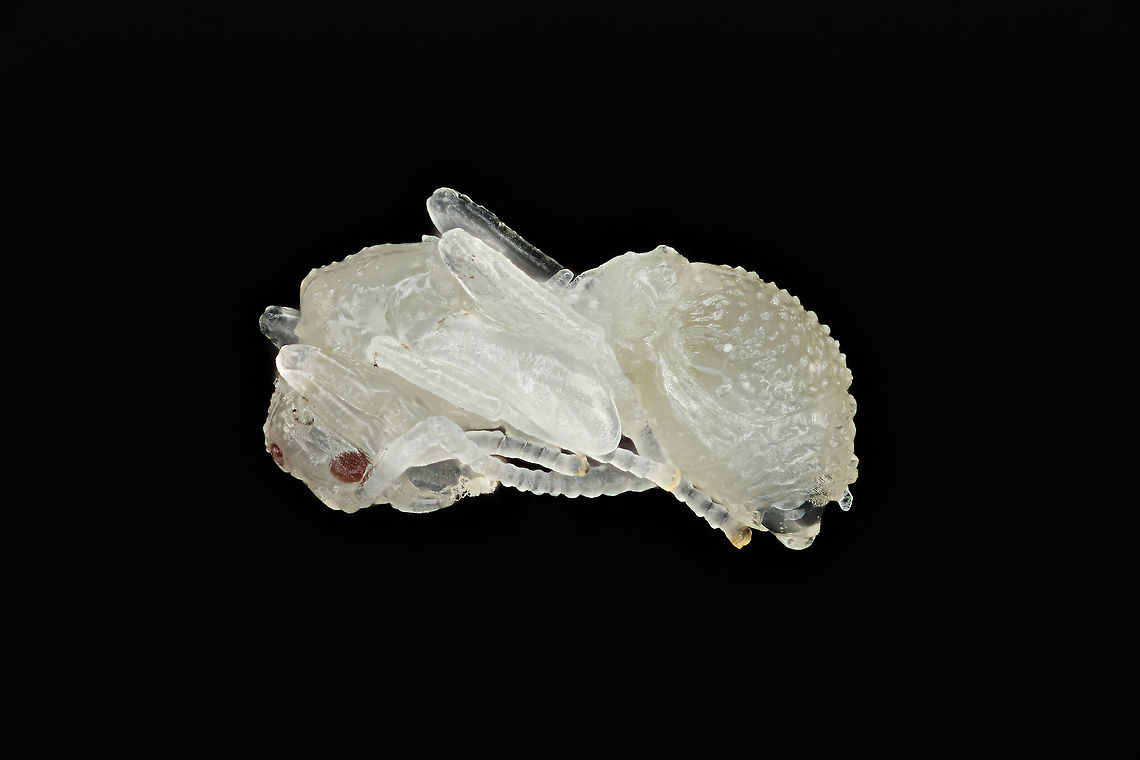 Trachymyrmex septentrionalis Pupae Fungus-growing ant (tribe Attini) indigenous to the South-Eastern USA ranging from Texas to New Jersey. Trachymyrmex septentrionalis