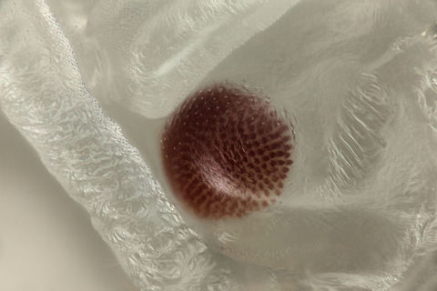 Ant Pupae Eye (Trachymyrmex septentrionalis) Developing eye of the tiny pupae of Trachymyrmex septentrionalis (ant). Trachymyrmex septentrionalis