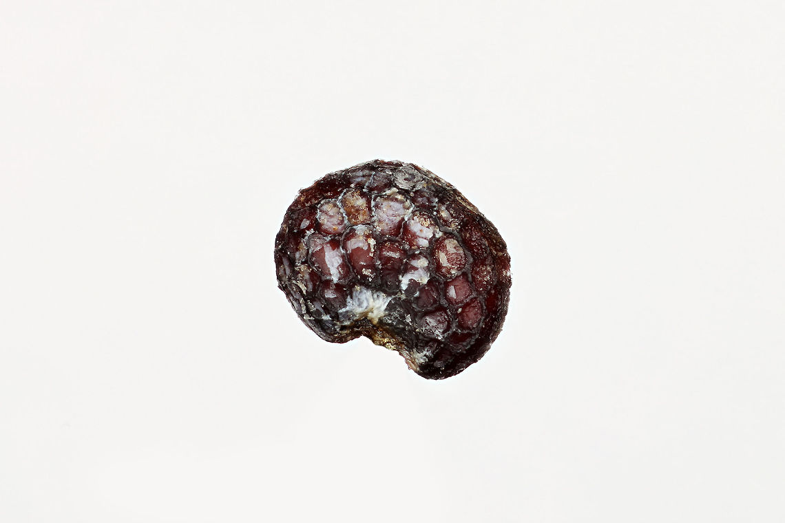 Poppy Seed Poppy seed is an oilseed obtained from the opium poppy (Papaver somniferum). The tiny kidney-shaped seeds have been harvested from dried seed pods by various civilizations for thousands of years. The seeds are used, whole or ground, as an ingredient in many foods, and they are pressed to yield poppyseed oil. Opium Poppy,Papaver somniferum