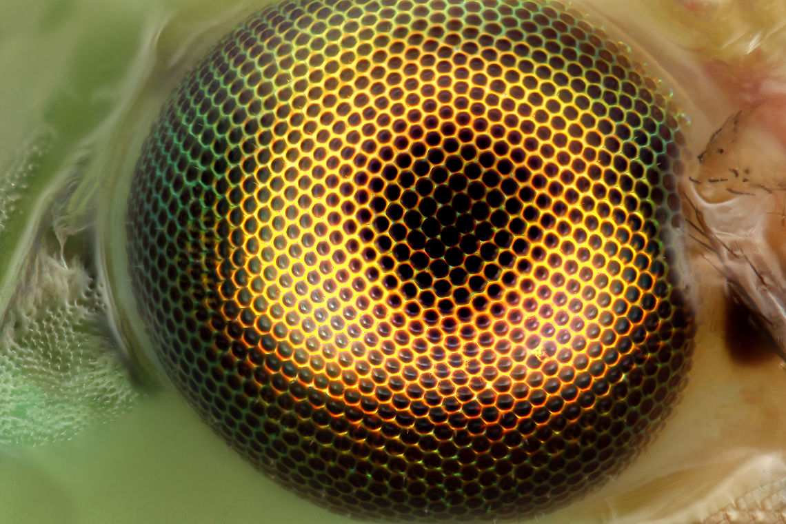 Green Lacewing Fly Eye Green Lacewing Chrysoperla rufilabris,Common green lacewing,Geotagged,United States