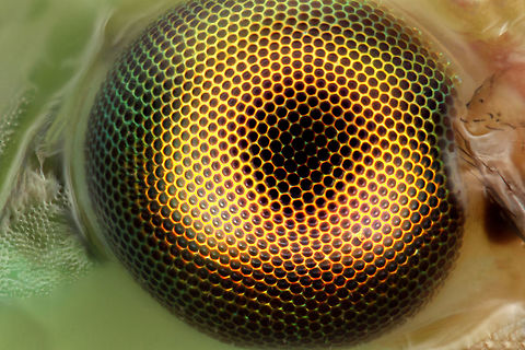 Green Lacewing Fly Eye Green Lacewing Chrysoperla rufilabris,Common green lacewing,Geotagged,United States
