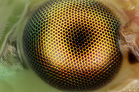 Green Lacewing Fly Eye Green Lacewing Chrysoperla rufilabris,Common green lacewing,Geotagged,United States