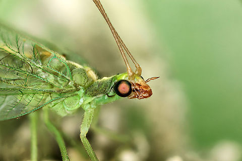 Green Lacewing – Chrysoperla rufilabris Green Lacewing – Chrysoperla rufilabris Chrysoperla rufilabris,Common green lacewing,Geotagged,United States