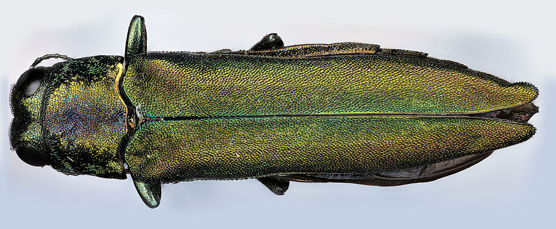 Emerald Ash Borer The emerald ash borer (Agrilus planipennis) is a green beetle native to Asia and Eastern Russia. Outside its native region, the emerald ash borer (also referred to as EAB) is an invasive species and is highly destructive to ash trees in its introduced range. The emerald ash borer was first discovered in America in June 2002 in Michigan. It was accidentally brought to the US in ash wood used in shipping materials. Agrilus planipennis,Emerald ash borer,Invasive species