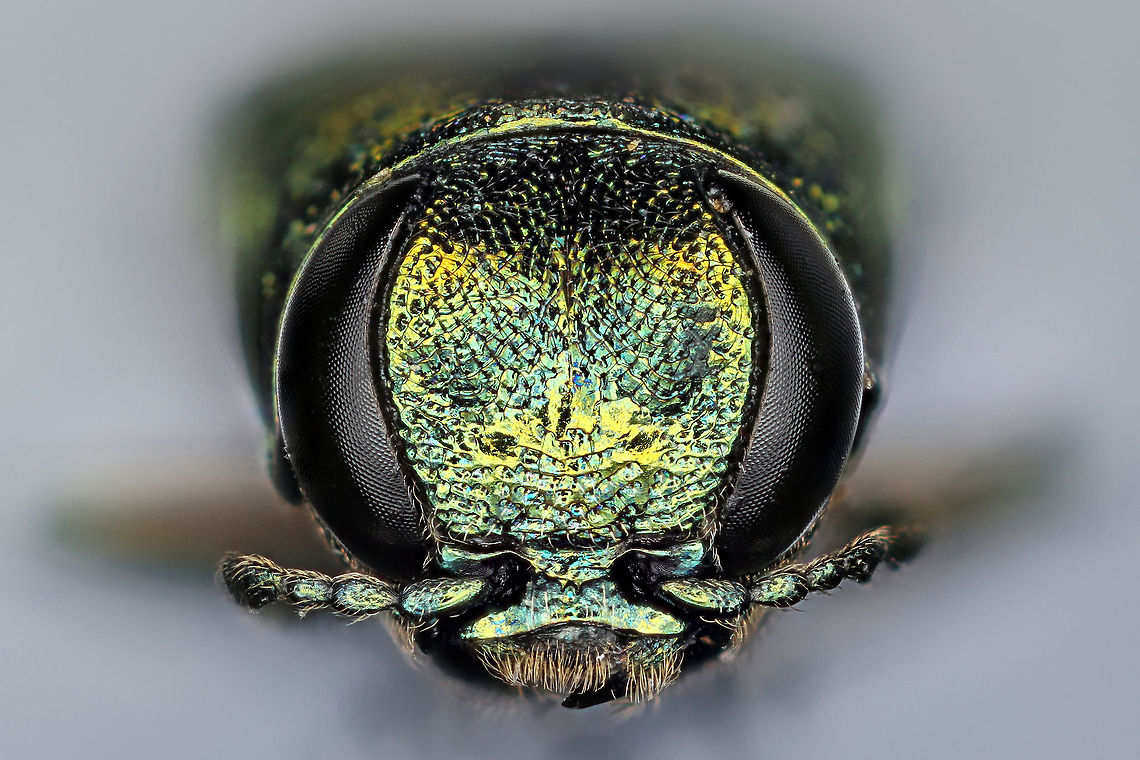Emerald Ash Borer The emerald ash borer (Agrilus planipennis) is a green beetle native to Asia and Eastern Russia. Outside its native region, the emerald ash borer (also referred to as EAB) is an invasive species and is highly destructive to ash trees in its introduced range. The emerald ash borer was first discovered in America in June 2002 in Michigan. It was accidentally brought to the US in ash wood used in shipping materials. Agrilus planipennis,Emerald ash borer