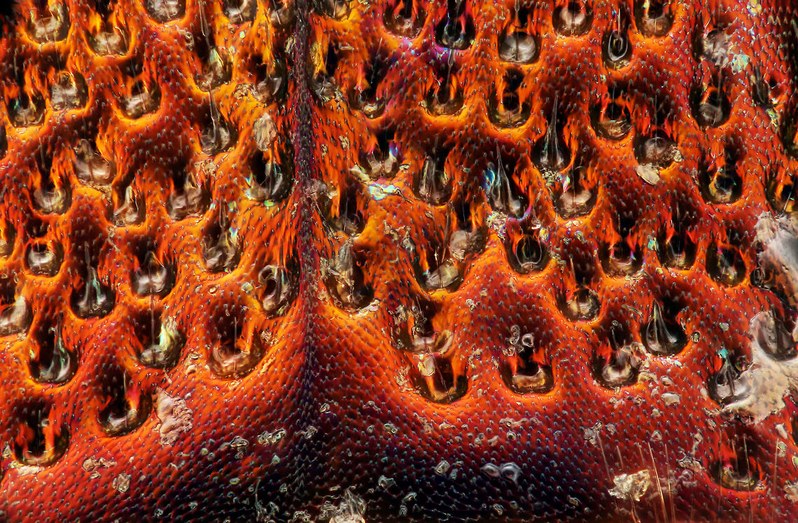 Emerald Ash Borer (50x) Abdomen The emerald ash borer (Agrilus planipennis) is a green beetle native to Asia and Eastern Russia. Outside its native region, the emerald ash borer (also referred to as EAB) is an invasive species and is highly destructive to ash trees in its introduced range. The emerald ash borer was first discovered in America in June 2002 in Michigan. It was accidentally brought to the US in ash wood used in shipping materials. Agrilus planipennis,Emerald ash borer