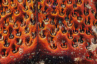 Emerald Ash Borer (50x) Abdomen The emerald ash borer (Agrilus planipennis) is a green beetle native to Asia and Eastern Russia. Outside its native region, the emerald ash borer (also referred to as EAB) is an invasive species and is highly destructive to ash trees in its introduced range. The emerald ash borer was first discovered in America in June 2002 in Michigan. It was accidentally brought to the US in ash wood used in shipping materials. Agrilus planipennis,Emerald ash borer