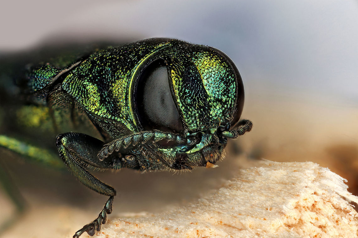 Emerald Ash Borer The emerald ash borer (Agrilus planipennis) is a green beetle native to Asia and Eastern Russia. Outside its native region, the emerald ash borer (also referred to as EAB) is an invasive species and is highly destructive to ash trees in its introduced range. The emerald ash borer was first discovered in America in June 2002 in Michigan. It was accidentally brought to the US in ash wood used in shipping materials. Agrilus planipennis,Emerald ash borer