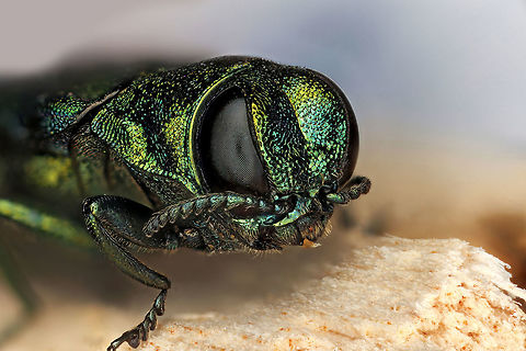 Emerald Ash Borer The emerald ash borer (Agrilus planipennis) is a green beetle native to Asia and Eastern Russia. Outside its native region, the emerald ash borer (also referred to as EAB) is an invasive species and is highly destructive to ash trees in its introduced range. The emerald ash borer was first discovered in America in June 2002 in Michigan. It was accidentally brought to the US in ash wood used in shipping materials. Agrilus planipennis,Emerald ash borer
