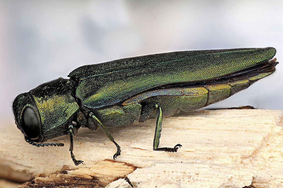 EAB, Emerald Ash Borer, Agrilus planipennis The emerald ash borer (Agrilus planipennis) is a green beetle native to Asia and Eastern Russia. Outside its native region, the emerald ash borer (also referred to as EAB) is an invasive species and is highly destructive to ash trees in its introduced range. The emerald ash borer was first discovered in America in June 2002 in Michigan. It was accidentally brought to the US in ash wood used in shipping materials. Agrilus planipennis,Emerald ash borer