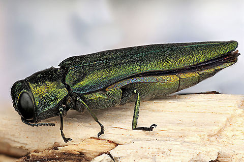 EAB, Emerald Ash Borer, Agrilus planipennis The emerald ash borer (Agrilus planipennis) is a green beetle native to Asia and Eastern Russia. Outside its native region, the emerald ash borer (also referred to as EAB) is an invasive species and is highly destructive to ash trees in its introduced range. The emerald ash borer was first discovered in America in June 2002 in Michigan. It was accidentally brought to the US in ash wood used in shipping materials. Agrilus planipennis,Emerald ash borer