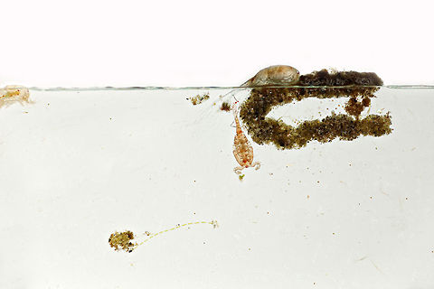 Zooplankton Copepods in and outside the dewdrop at 5x magnification.  Geotagged,United States