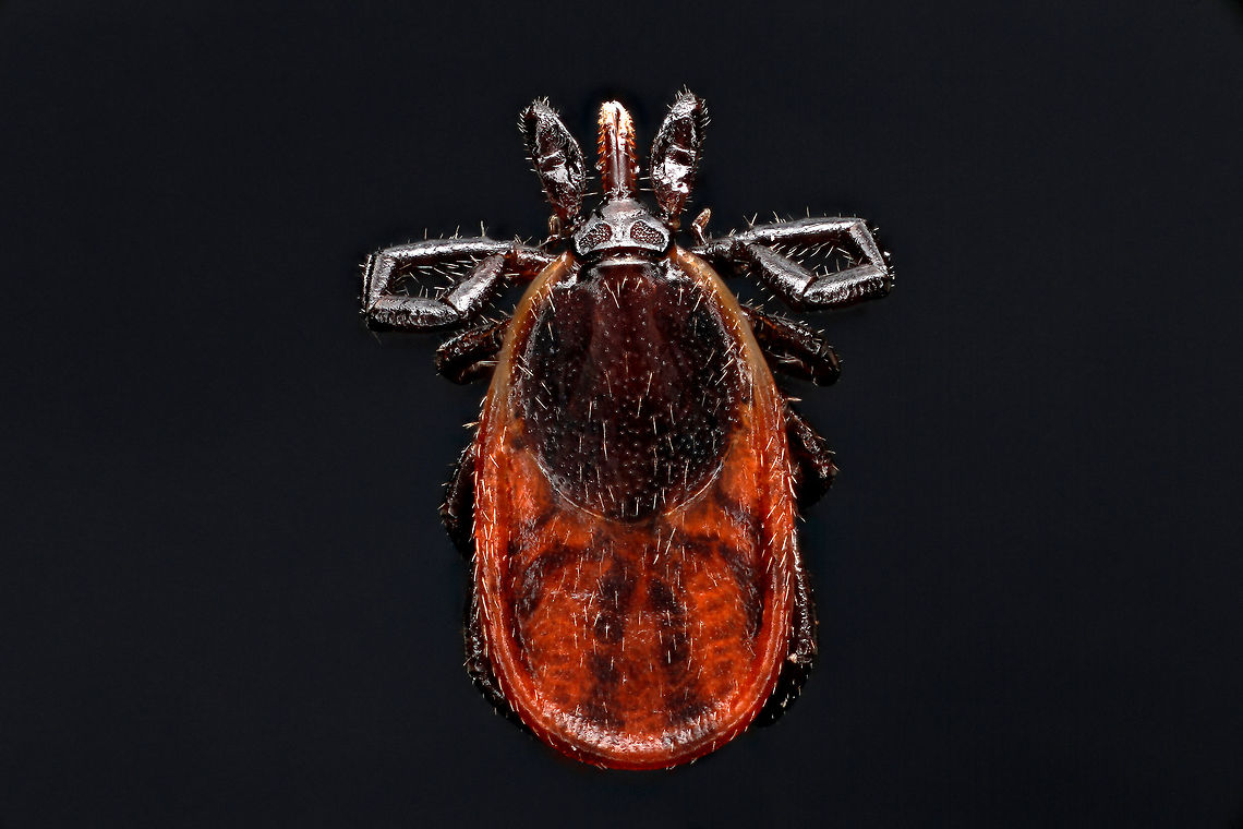 Ixodes scapularis (Deer Tick) 5x found at Fenton River on Human, Storrs, CT Geotagged,Ixodes scapularis,Ixodes scapularis (Deer Tick),United States
