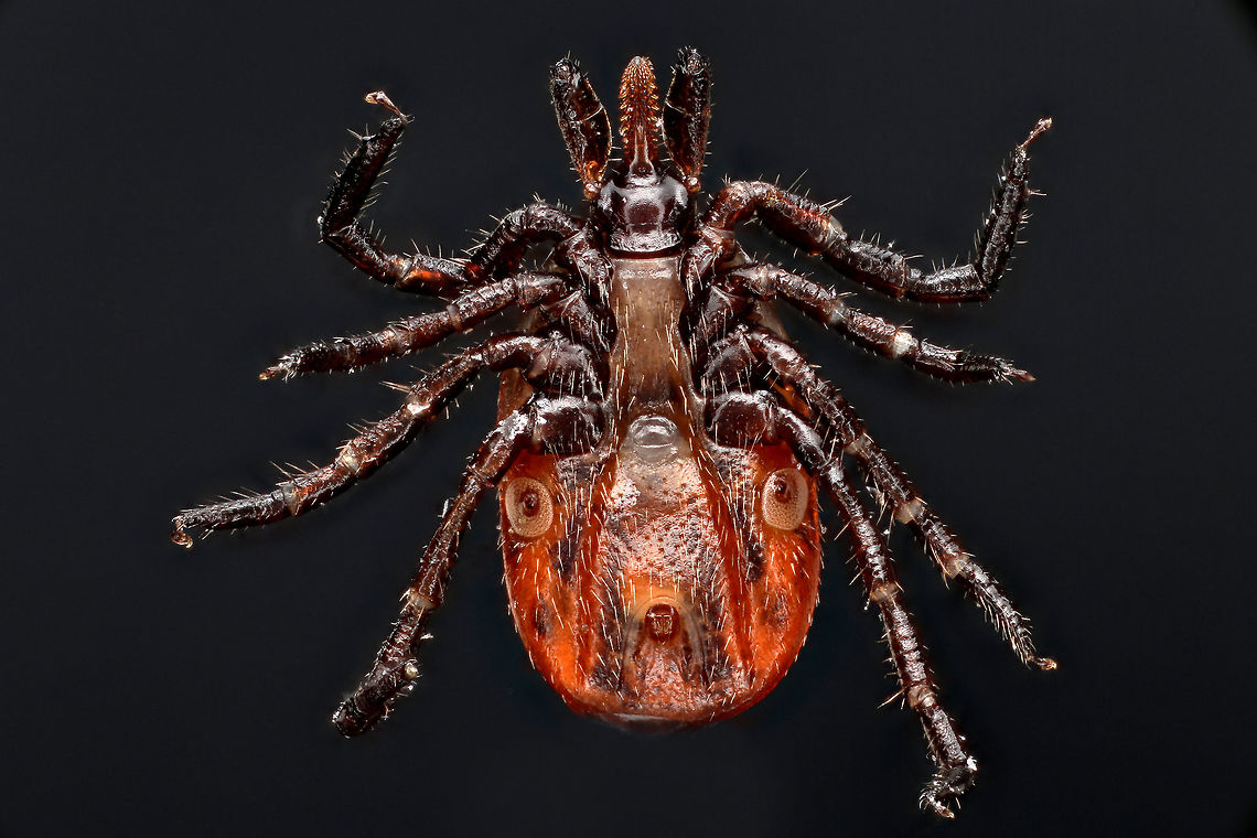 Ixodes scapularis (Deer Tick) 5x collected from human at Fenton River, Storrs, CT Geotagged,Ixodes scapularis,Ixodes scapularis (Deer Tick),United States