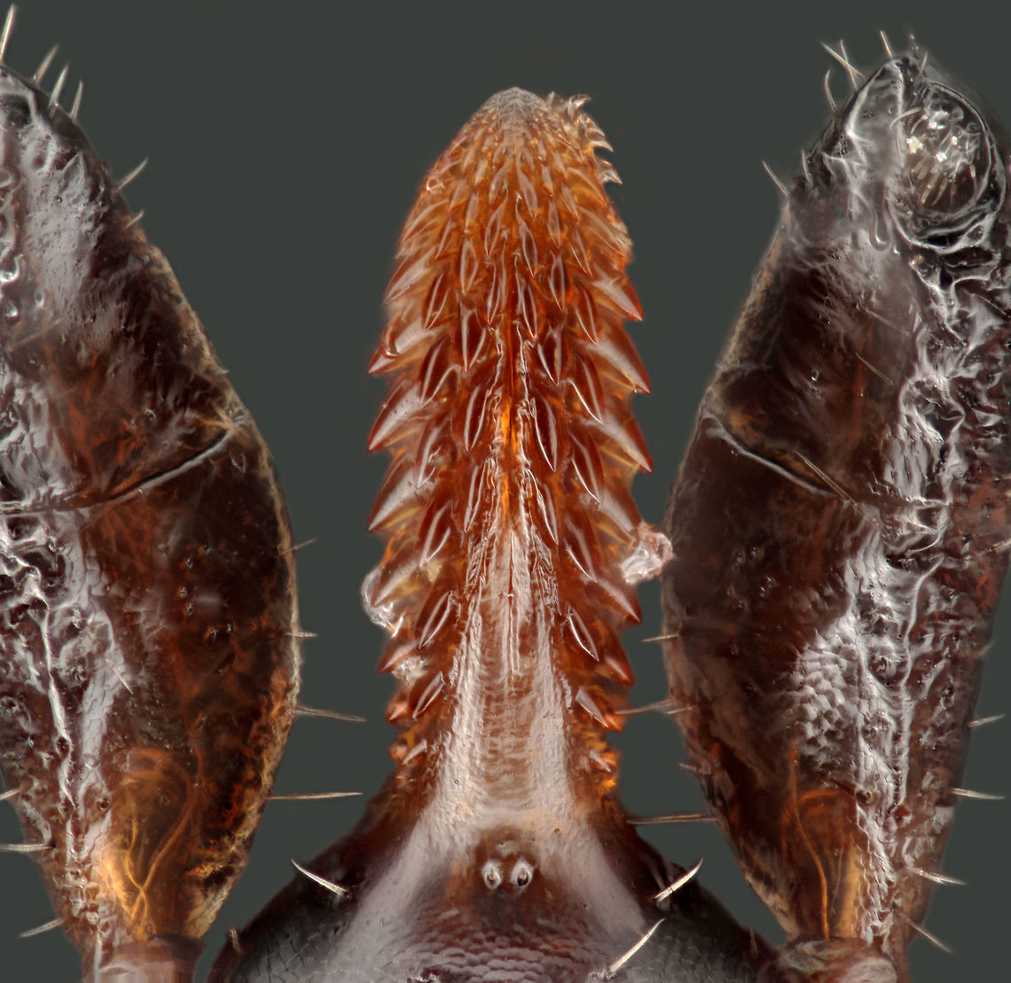 50 X Mouth Parts of Spiracle of Ixodes scapularis (Deer Tick) 50 X mouthparts Geotagged,Ixodes scapularis,United States