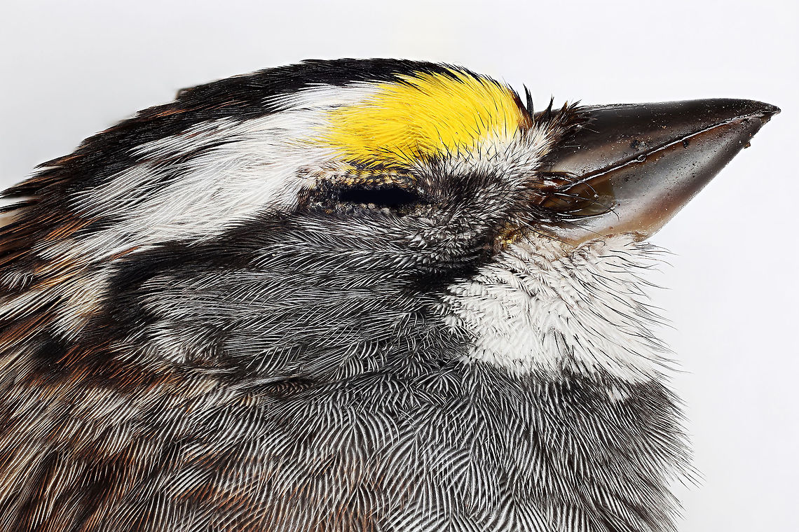 White-Throated Sparrow Poor little guy broke his neck after flying into our neighbors window. Our neighbors graciously donated the specimen to science. Geotagged,United States,White-throated Sparrow,Zonotrichia albicollis,bird,birds,sparrow
