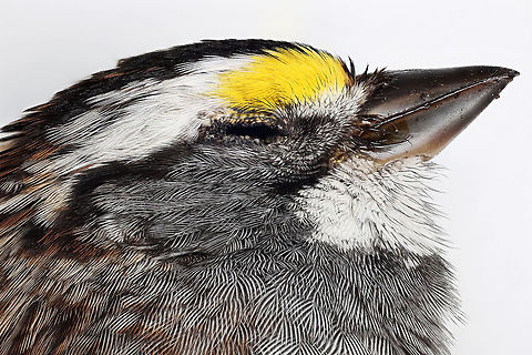 White-Throated Sparrow Poor little guy broke his neck after flying into our neighbors window. Our neighbors graciously donated the specimen to science. Geotagged,United States,White-throated Sparrow,Zonotrichia albicollis,bird,birds,sparrow