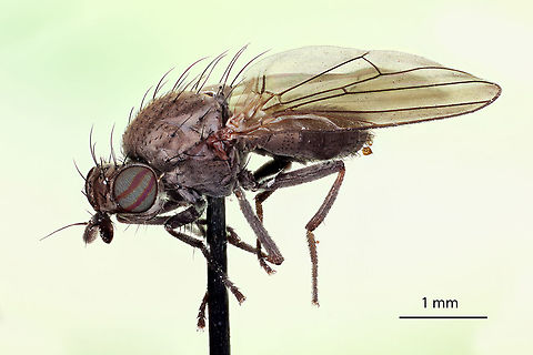 Sapromyza brachysoma, Fly, Coventry, CT Sapromyza brachysoma, Fly, Coventry, CT 5x Geotagged,Sapromyza brachysoma,United States