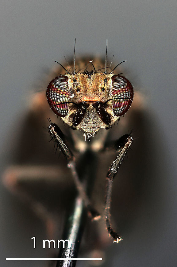 Sapromyza brachysoma, Fly, Coventry, CT Sapromyza brachysoma, Fly, Coventry, CT Geotagged,Sapromyza brachysoma,United States,cnnecticut,fly