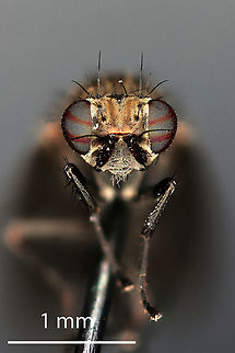 Sapromyza brachysoma, Fly, Coventry, CT Sapromyza brachysoma, Fly, Coventry, CT Geotagged,Sapromyza brachysoma,United States,cnnecticut,fly