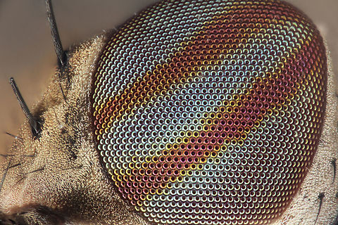 Sapromyza brachysoma Eye, Fly, Coventry, CT Sapromyza brachysoma, Fly, Coventry, CT 50X Magnification Sapromyza brachysoma,diptera,fly