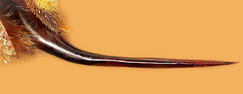 Stinger of Dolichovespula arenaria, Areal Yellow jacket 7 Frame 50x panormaic, consisting of over 1700 photos Dolichovespula arenaria,Geotagged,United States