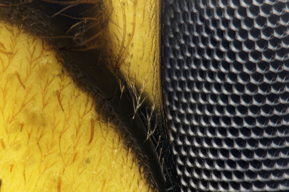 Face of Dolichovespula arenaria, Areal Yellow jacket 50 X Face Shot Dolichovespula arenaria