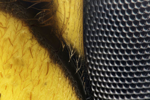 Face of Dolichovespula arenaria, Areal Yellow jacket 50 X Face Shot Dolichovespula arenaria