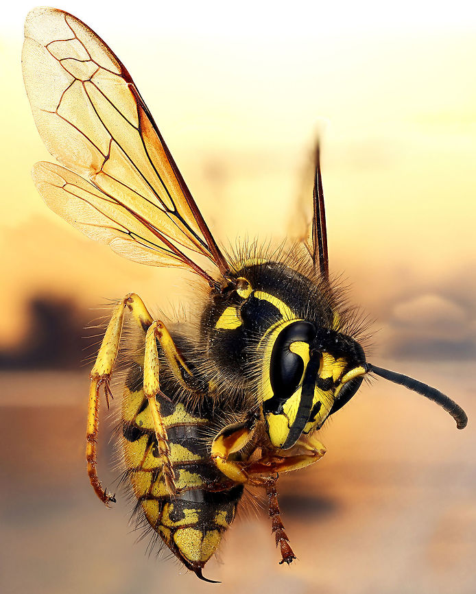 Dolichovespula arenaria, Areal Yellow jacket Collected in Coventry, CT, 2 frame panoramic Dolichovespula arenaria,Geotagged,United States