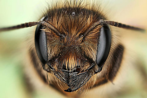 Osmia cornifrons 5x photograph of unknown Bee Geotagged,Hornfaced bee,Osmia cornifrons,United States