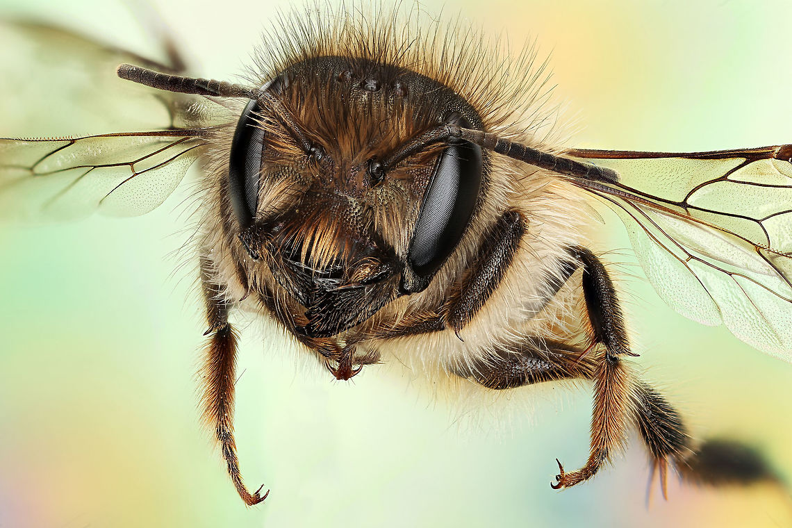 Osmia cornifrons flight 4x flight Geotagged,Hornfaced bee,Osmia cornifrons,United States