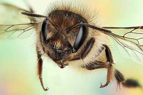 Osmia cornifrons flight 4x flight Geotagged,Hornfaced bee,Osmia cornifrons,United States