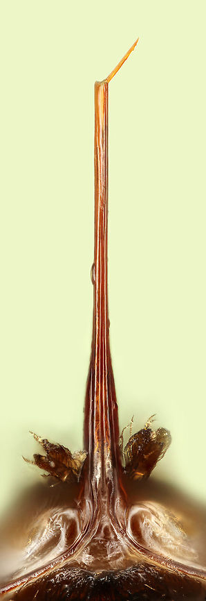 Stinger of Osmia cornifrons 50x magnification Geotagged,Hornfaced bee,Osmia cornifrons,United States