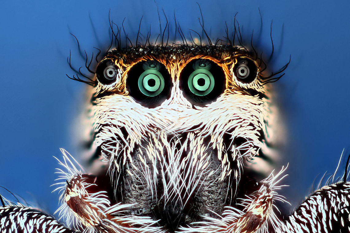 Salticidae ID Needed 10x photograph of jumping spider Geotagged,United States,salticidae,spider