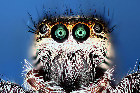 Salticidae ID Needed 10x photograph of jumping spider Geotagged,United States,salticidae,spider