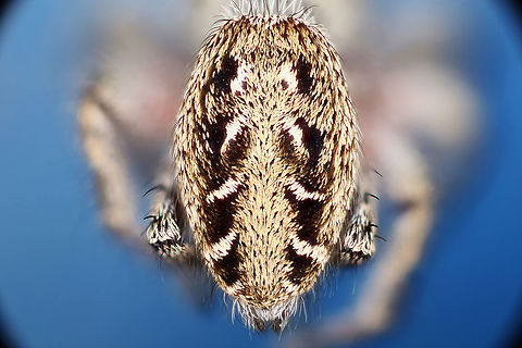 Abdomen of unknown salticidae 7x abdomen of jumper Geotagged,United States