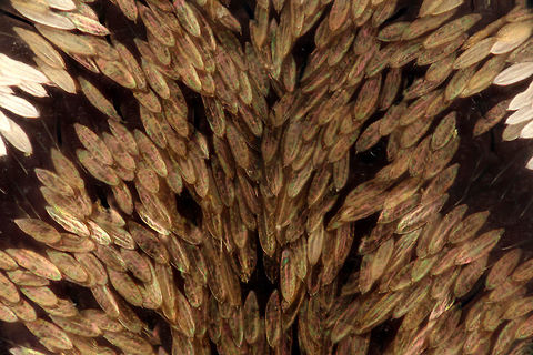 Scales on abdomen of Jumping Spider 50x scales on abdomen Geotagged,United States,jumper