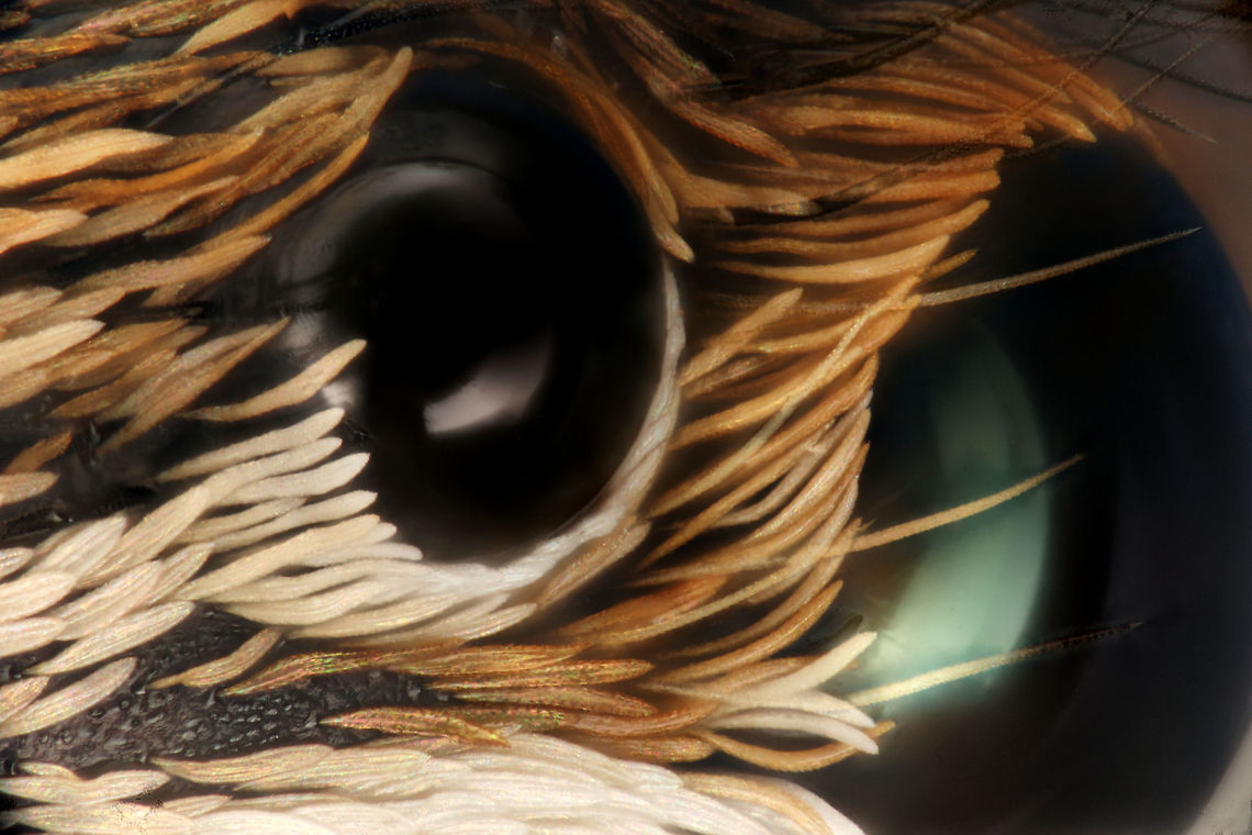 Salticidae  50x eyes 50x eyes salticidae Geotagged,United States,spider