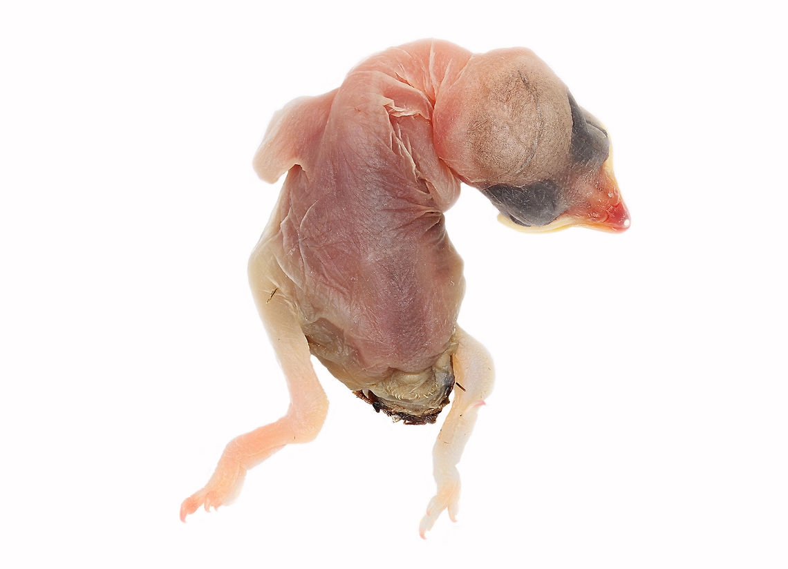 Juvenile Sparrow It&rsquo;s always sad to see an animal killed by helplessness.  In the case of this juvenile sparrow (only 1 day old), and the unfortunate truth about nature, is that it&rsquo;s not uncommon.  Young birds fall from nests so regularly that a simple ground survey would reveal the brutality of nature. On the other hand, this natural cycle offers scientists an opportunity to perform studies that may reduce the frequency of similar occurrences.  In the process, researchers may even discover breakthroughs that may lead to genetic or pharmaceutical discoveries. Geotagged,United States,sparrow