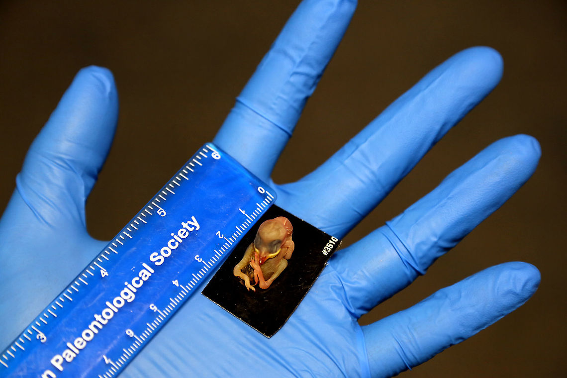 Juvenile Sparrow It&rsquo;s always sad to see an animal killed by helplessness.  In the case of this juvenile sparrow (only 1 day old), and the unfortunate truth about nature, is that it&rsquo;s not uncommon.  Young birds fall from nests so regularly that a simple ground survey would reveal the brutality of nature. On the other hand, this natural cycle offers scientists an opportunity to perform studies that may reduce the frequency of similar occurrences.  In the process, researchers may even discover breakthroughs that may lead to genetic or pharmaceutical discoveries. Geotagged,Spring,United States,sparrow