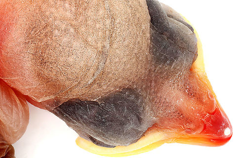 Juvenile Sparrow It’s always sad to see an animal killed by helplessness.  In the case of this juvenile sparrow (only 1 day old), and the unfortunate truth about nature, is that it’s not uncommon.  Young birds fall from nests so regularly that a simple ground survey would reveal the brutality of nature. On the other hand, this natural cycle offers scientists an opportunity to perform studies that may reduce the frequency of similar occurrences.  In the process, researchers may even discover breakthroughs that may lead to genetic or pharmaceutical discoveries. Geotagged,United States,sparrow