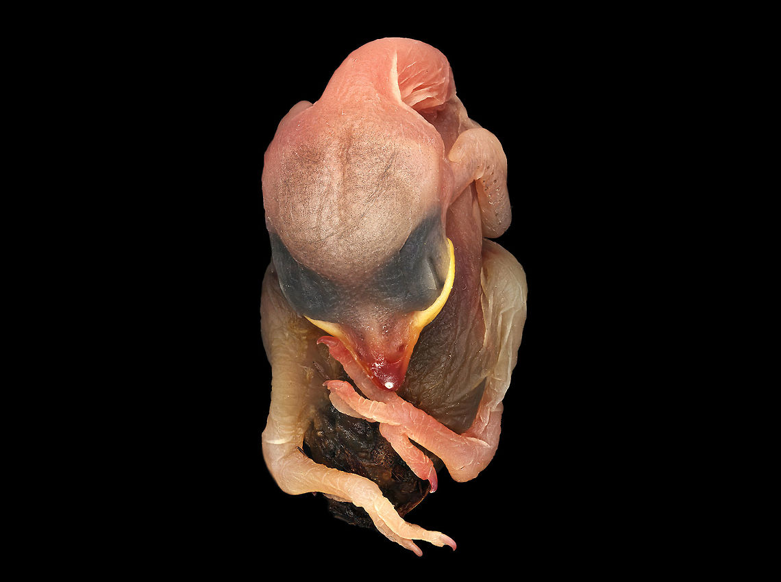 Juvenile Sparrow It&rsquo;s always sad to see an animal killed by helplessness.  In the case of this juvenile sparrow (only 1 day old), and the unfortunate truth about nature, is that it&rsquo;s not uncommon.  Young birds fall from nests so regularly that a simple ground survey would reveal the brutality of nature. On the other hand, this natural cycle offers scientists an opportunity to perform studies that may reduce the frequency of similar occurrences.  In the process, researchers may even discover breakthroughs that may lead to genetic or pharmaceutical discoveries. Geotagged,United States,juvenile,sparrow